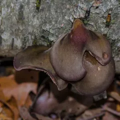 Late Oyster thumbnail 3