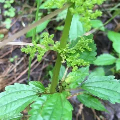 Canada clearweed thumbnail 4