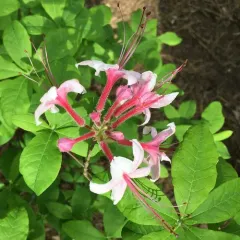 Pinxter Flower thumbnail 2