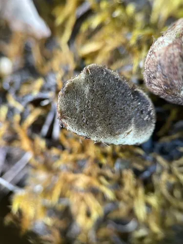 Rhizopogon fuscorubens