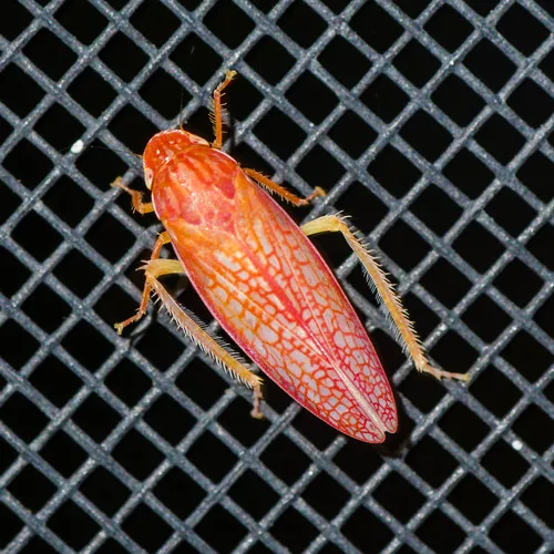 Gyponana gladia