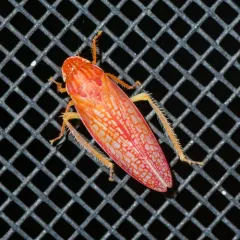 Gyponana gladia thumbnail 1