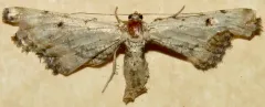 Dimorphic Gray thumbnail 4