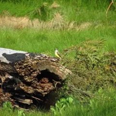 Western Kingbird thumbnail 3