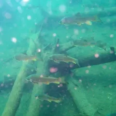 Longnose Sucker thumbnail 4