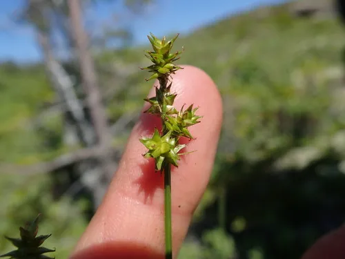 Wiegand's sedge