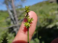 Wiegand's sedge thumbnail 1