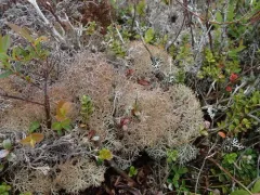 False Reindeer Lichen thumbnail 2