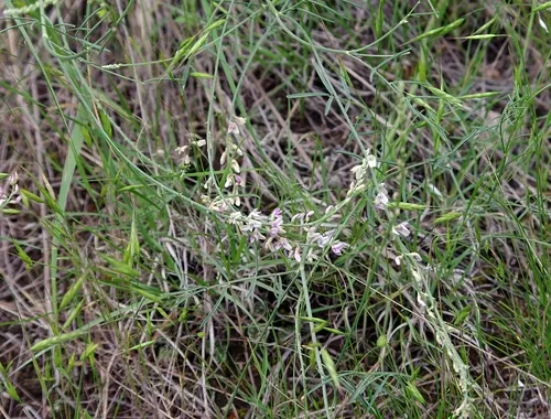 Slender Milkvetch