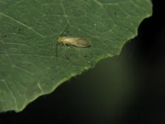 Xanthocaecilius sommermanae thumbnail 3
