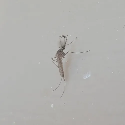 Western Encephalitis Mosquito