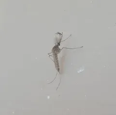 Western Encephalitis Mosquito thumbnail 1