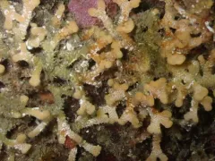 southern staghorn bryozoan thumbnail 3