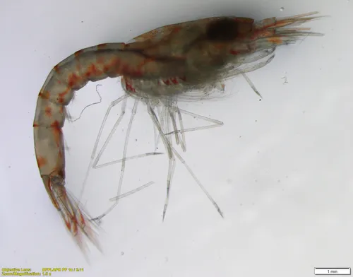 Pseudomma truncatum