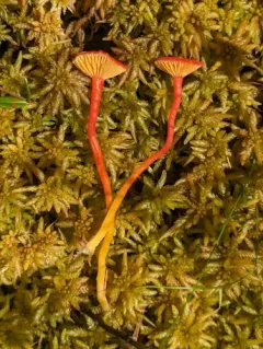 bog waxcap thumbnail 3