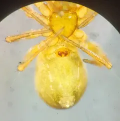 Sciastes truncatus thumbnail 2