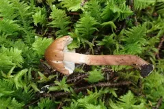 bulbous fibrecap thumbnail 2