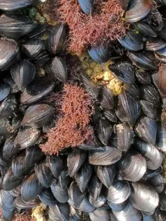 Caulacanthus okamurae thumbnail 3