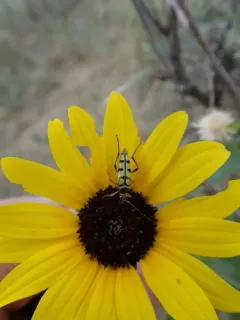 Typocerus balteatus thumbnail 1
