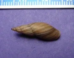 Flat-whorled Pond Snail thumbnail 4