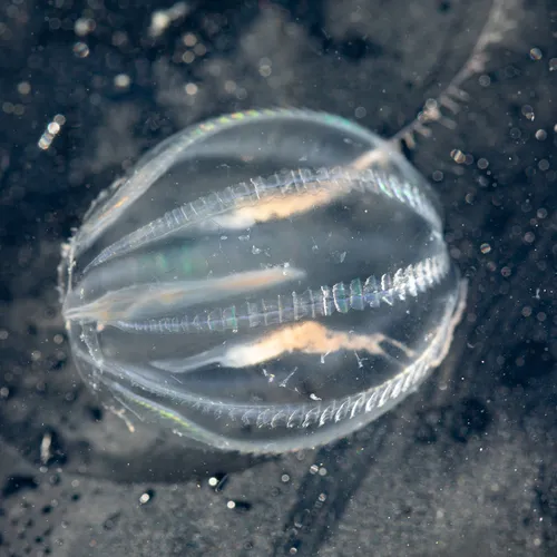 Sea Gooseberry