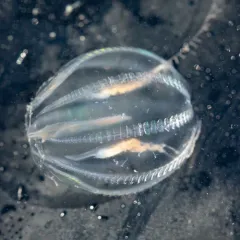 Sea Gooseberry thumbnail 1