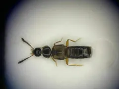 Atheta klagesi thumbnail 1