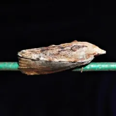 Greater Wax Moth thumbnail 2