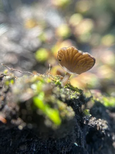 Arrhenia auriscalpium