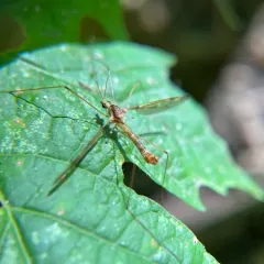 Tipula borealis thumbnail 4