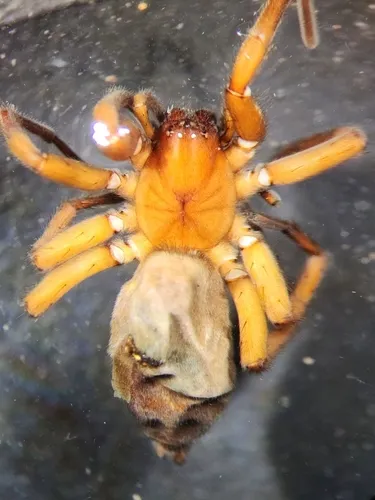 Orodrassus coloradensis