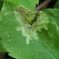 Calycomyza promissa thumbnail 4