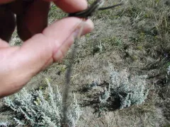 Many-lined Skink thumbnail 1