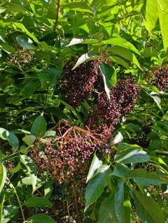 European black elderberry thumbnail 3