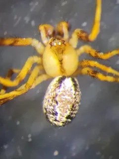 Canalidion montanum thumbnail 2