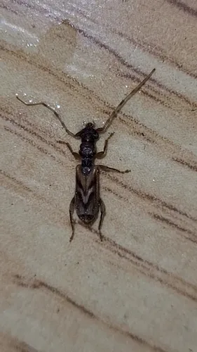 Stenhomalus taiwanus