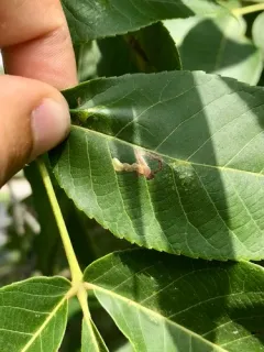 Ectoedemia virgulae thumbnail 1