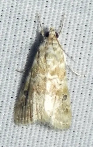Cabbage Webworm Moth