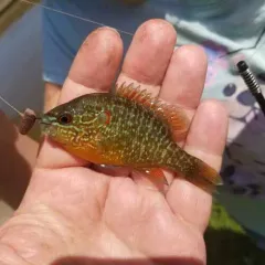 Northern Sunfish thumbnail 2