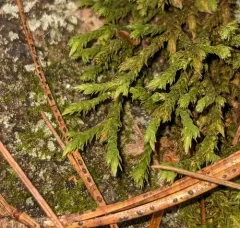 Green Hoar-moss thumbnail 2