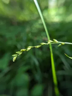 Beak Grass thumbnail 3
