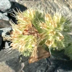 Pyrausta semirubralis thumbnail 4
