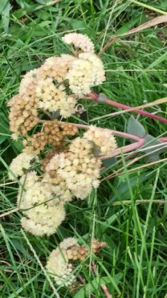 Great Stonecrop thumbnail 3