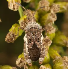 Merocoris distinctus thumbnail 2
