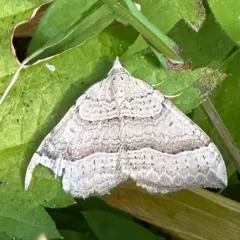 Zenophleps lignicolorata thumbnail 4