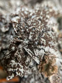 Yellow-spored Firedot Lichen thumbnail 3