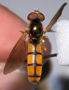 Comb-legged Sedgesitter thumbnail 2