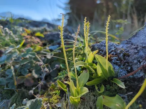 White Adder's Mouth