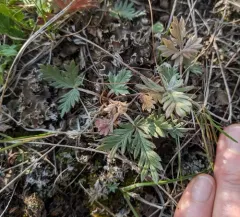 Hudson's cinquefoil thumbnail 4