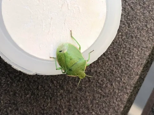 Chlorochroa granulosa